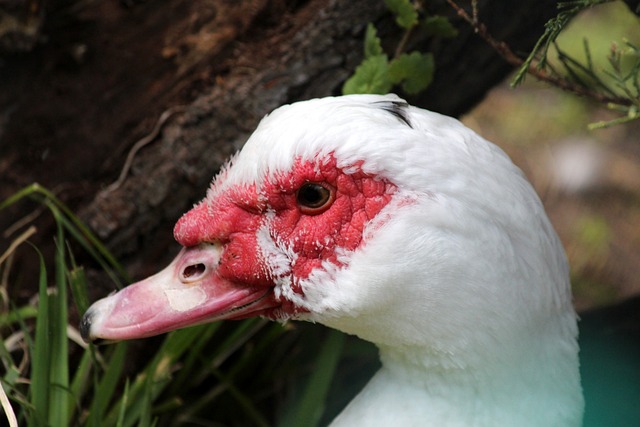 加深了他在 加深了他在